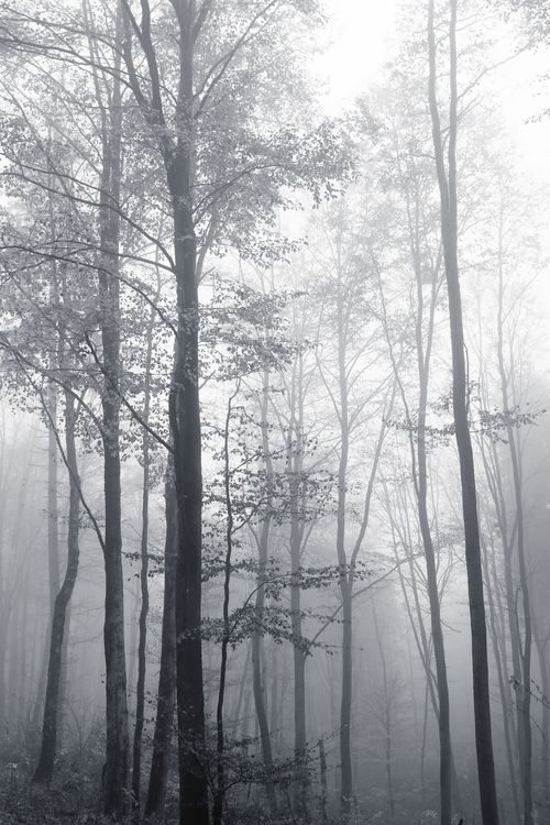 Free A serene fog-covered forest landscape with tall trees and an ethereal atmosphere. Stock Photo