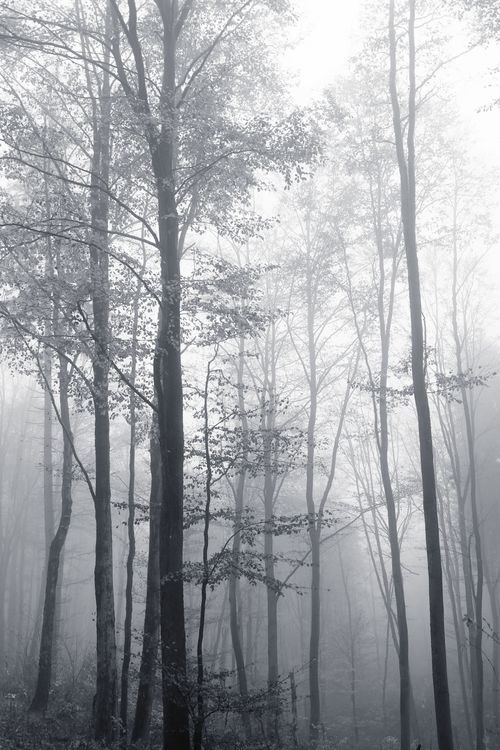 Misty Forest with Tall Trees in Fog · Free Stock Photo