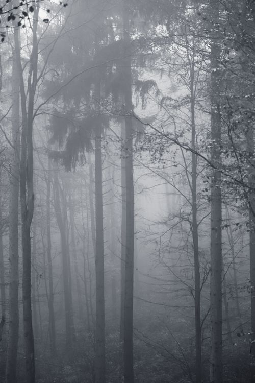 Free Capture of a serene forest wrapped in mist, depicting autumn tranquility. Stock Photo