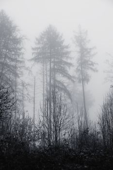 A foggy forest scene with tall pine trees and dense shrubs in a gloomy atmosphere.