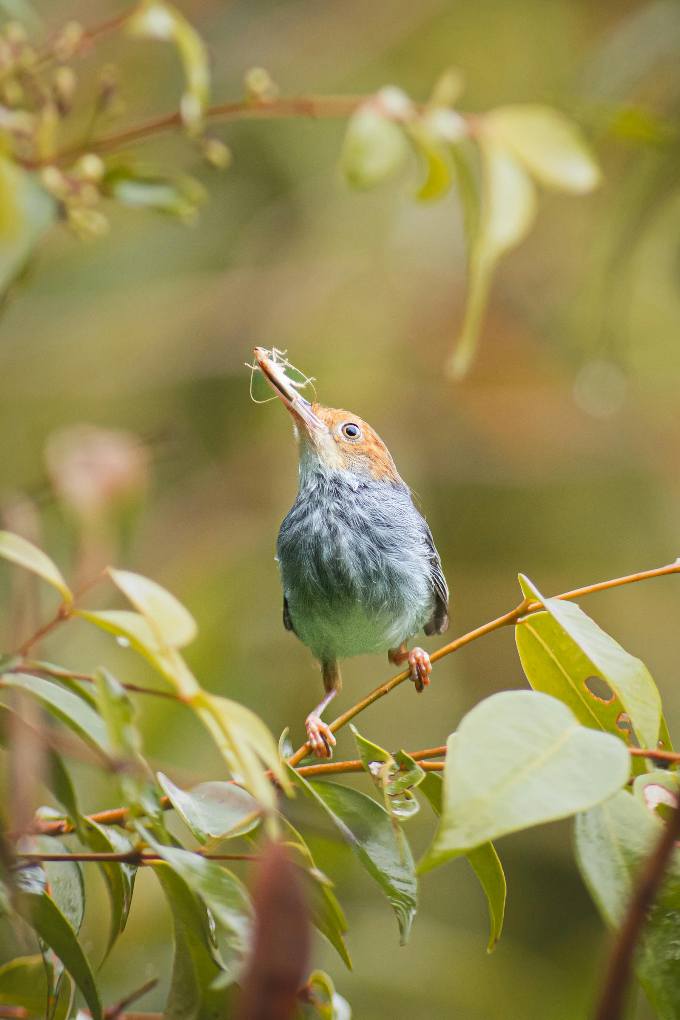 Captivating image of a bird holding an insect, showcasing the vibrant nature of Bangka Belitung Islands.