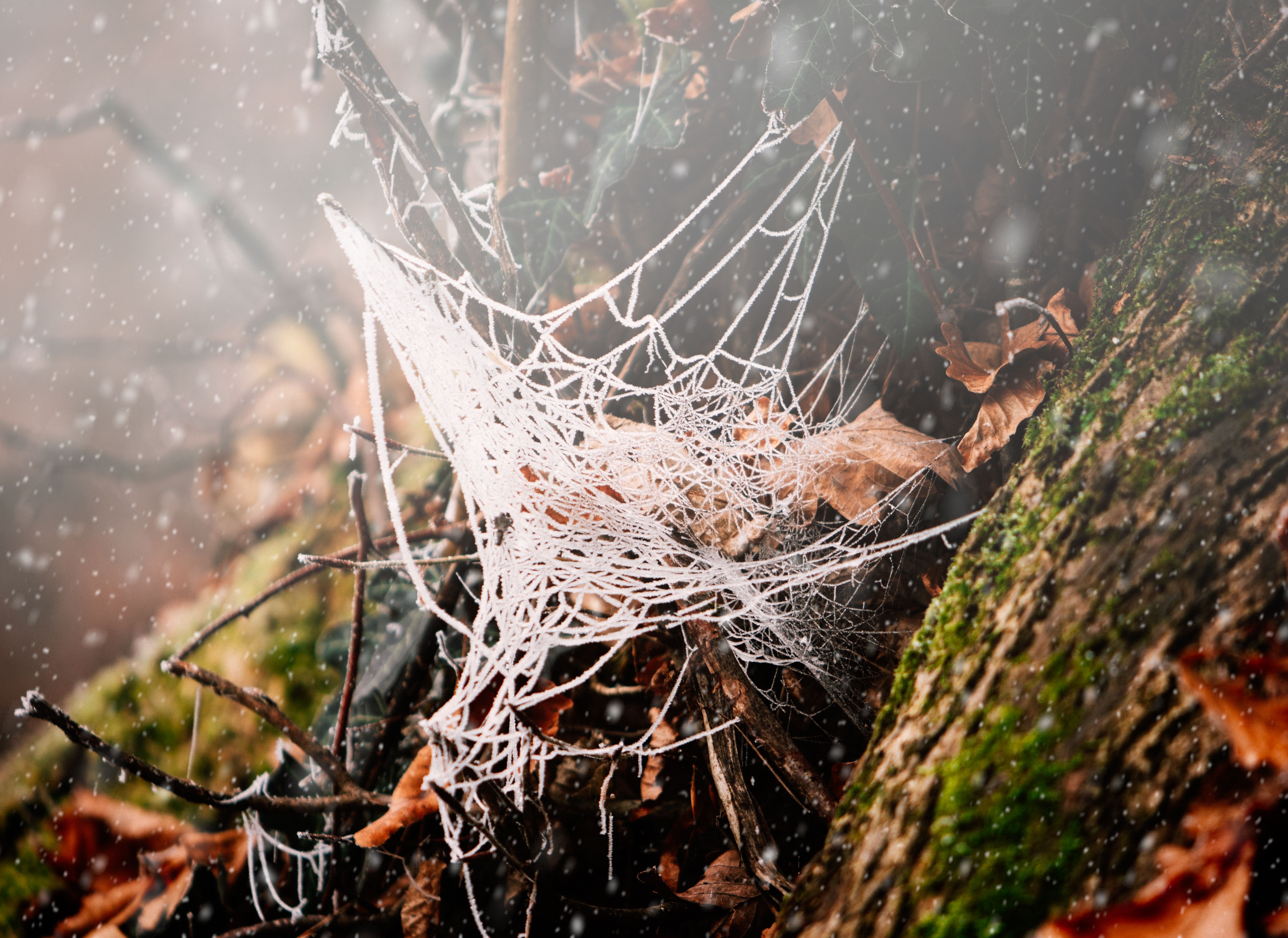 Frost-Covered Spider Web in Winter Forest · Free Stock Photo