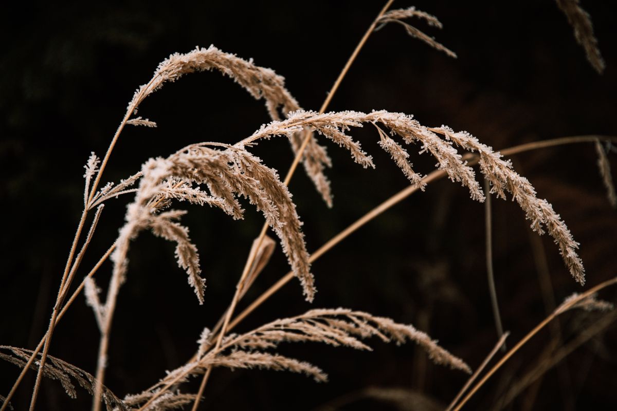 Captivating close-up of frost-covered grass stems on a dark background, highlighting winter's beauty.