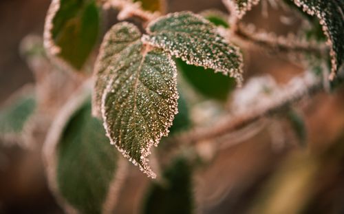 Free Macro photograph of a leaf with frost, capturing detailed crystal formations against a blurred background. Stock Photo