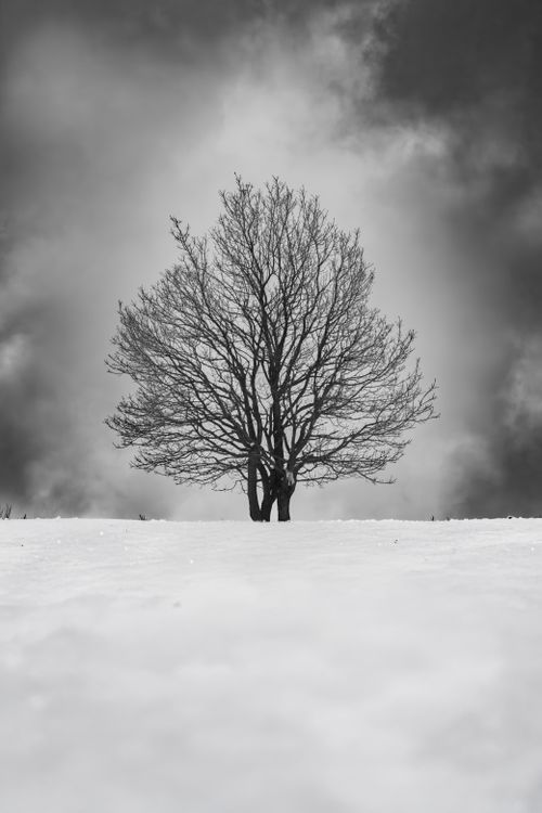 Free A lone tree stands in a snowy field under a dramatic cloudy sky, creating a striking contrast. Stock Photo