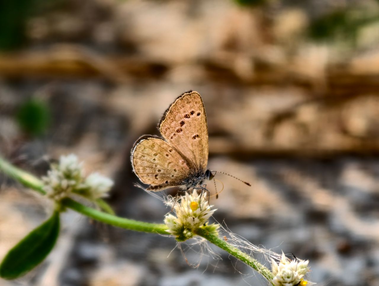 a delicate butterfly resting on a flower captured in natural light