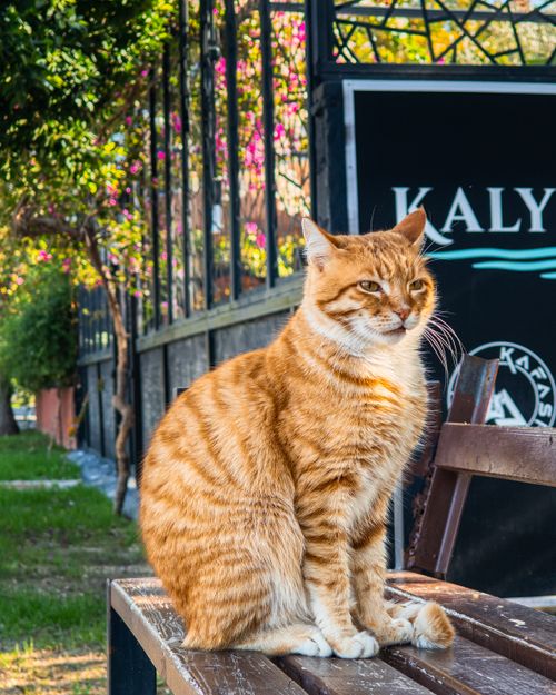 Free A ginger cat sits on a wooden bench outside a cafe, enjoying the sunny day. Stock Photo