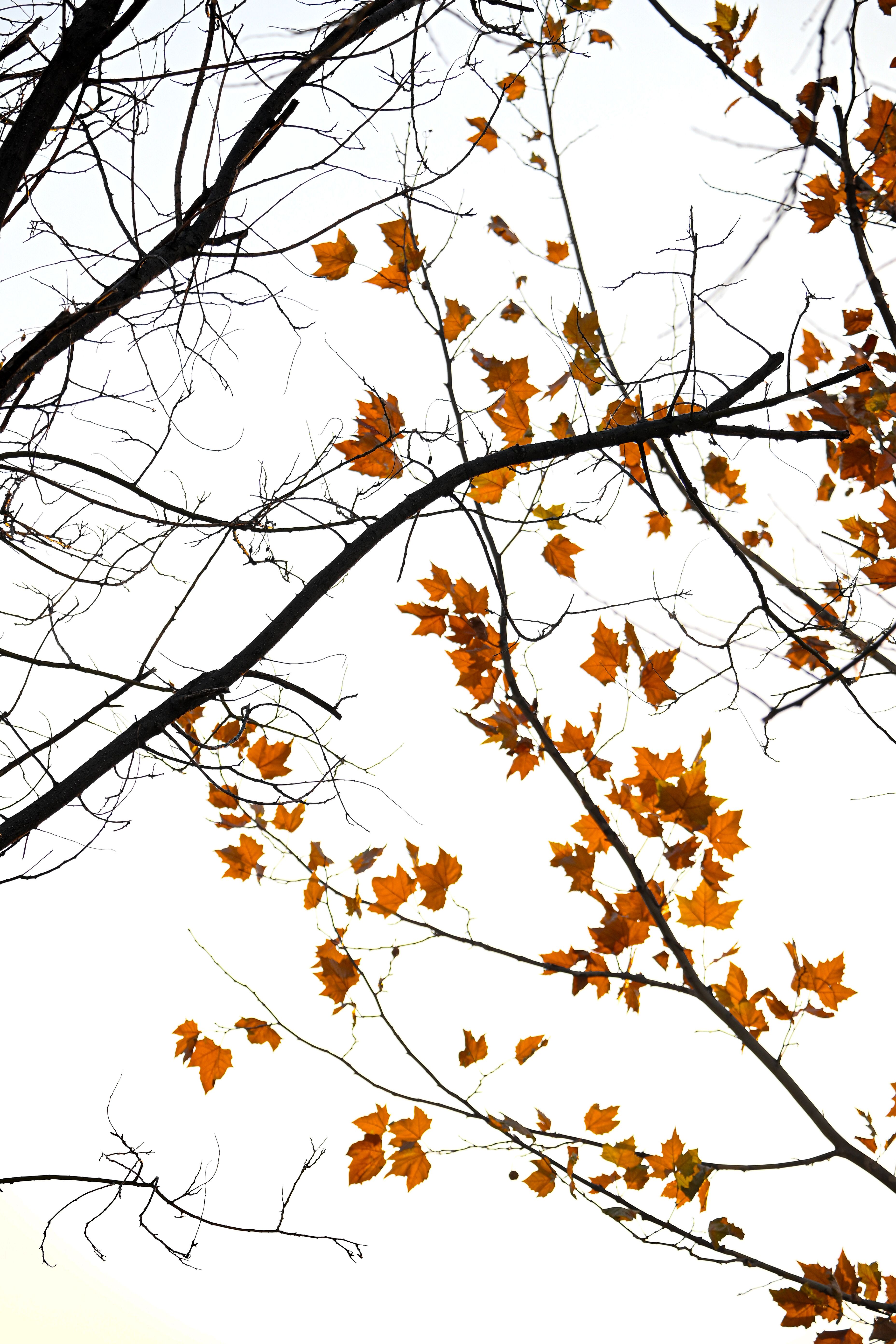 Fallback+Clipart Photos, Download The BEST Free Fallback+Clipart Stock ...
