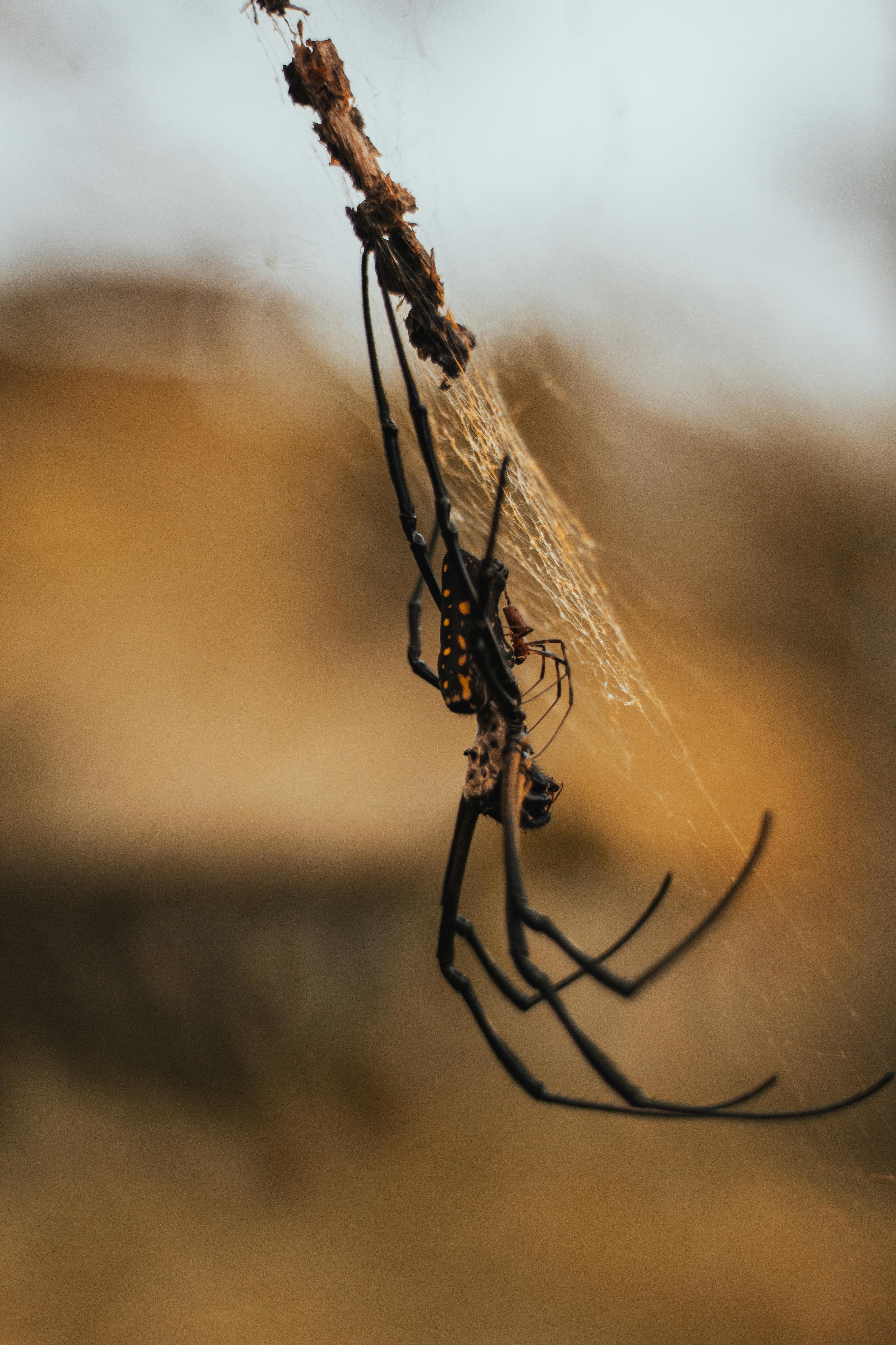Big spider with a small spider