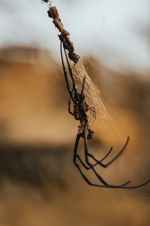 Free Close-up of a golden orb weaver spider crafting its web in the Philippines. Stock Photo