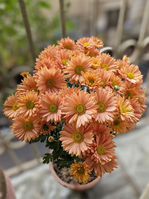 Free A beautiful cluster of orange chrysanthemum flowers in a pot, showcasing vibrant petals and lush foliage. Stock Photo