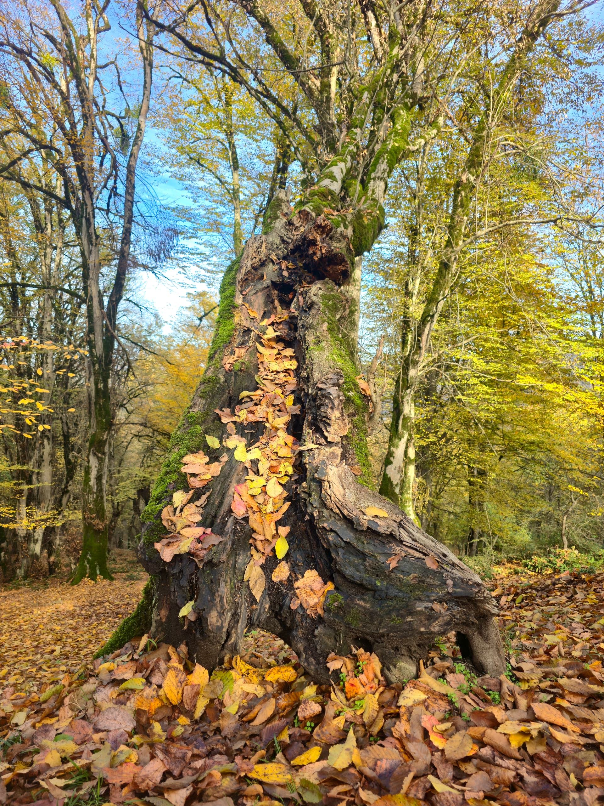 Ancient Tree Stump with Fall Leaves in Forest · Free Stock Photo