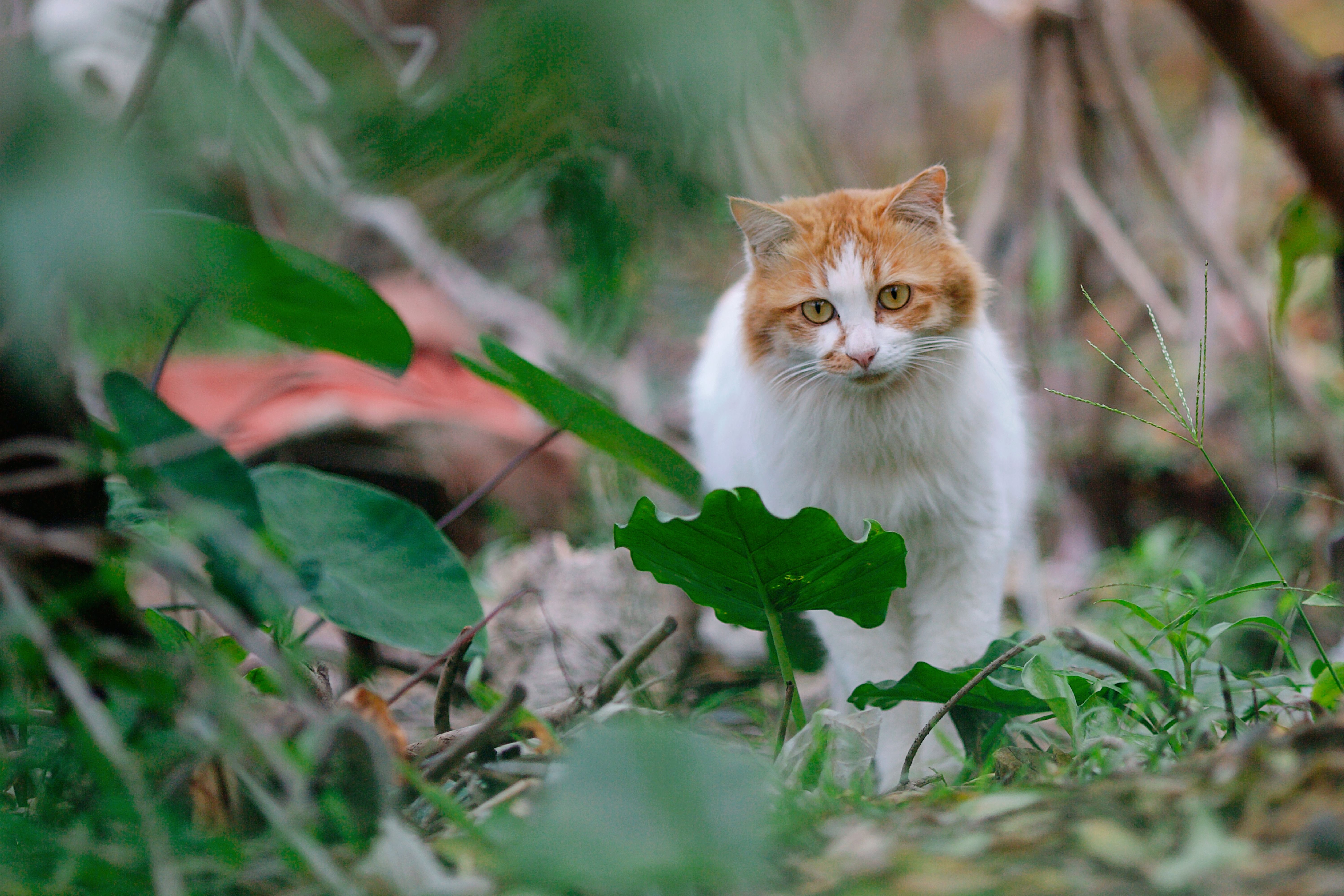 Orange and white cat in green foliage, creating a natural exploration feel.
