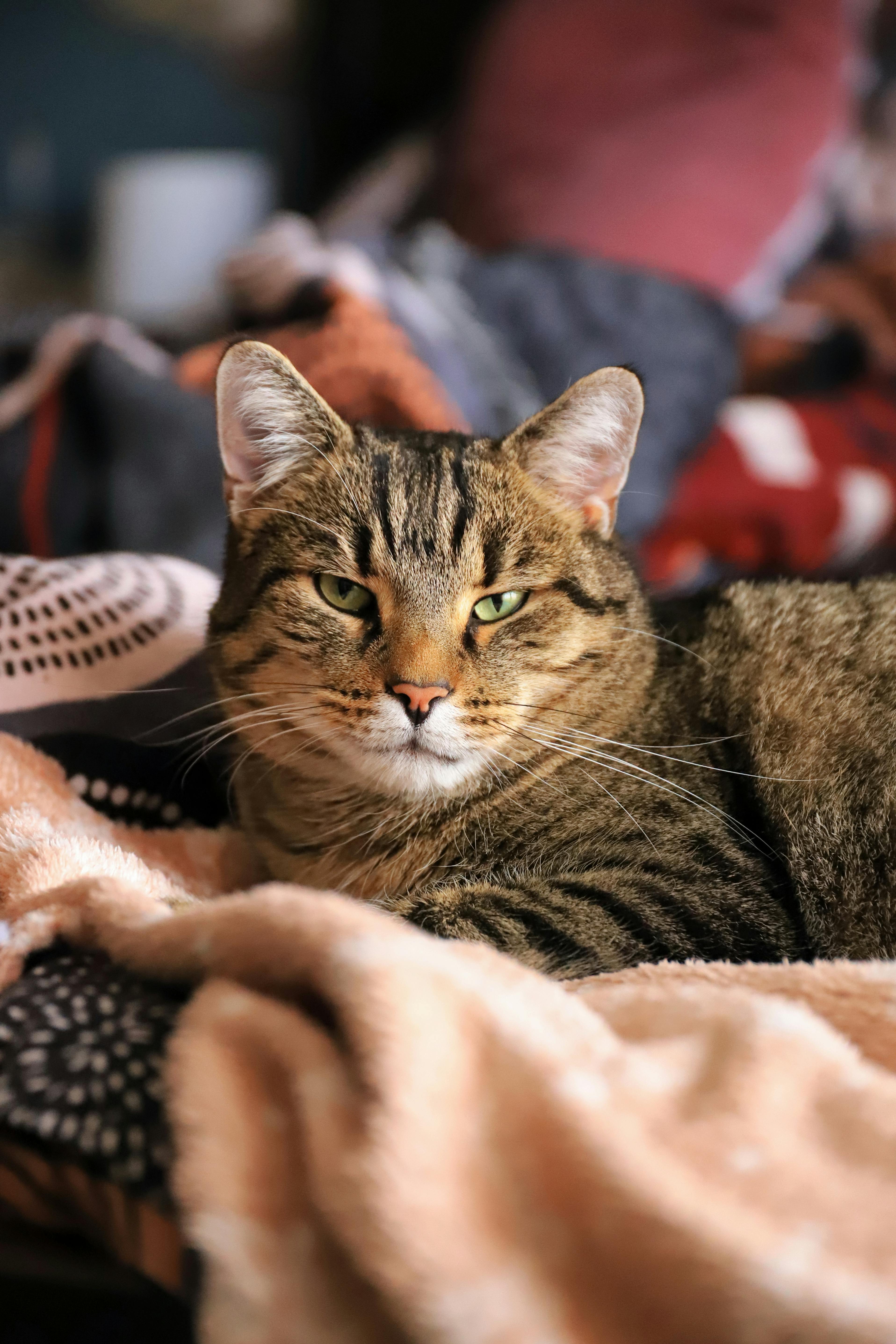 3.Kindle Krusher Content