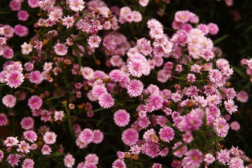 Nahaufnahme Fotografie Von Rosa Blumen