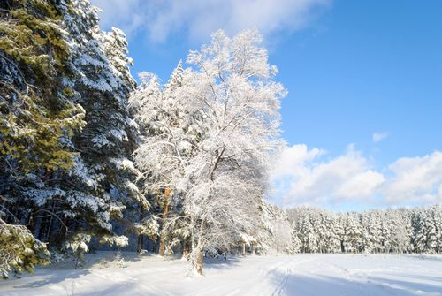 Free A serene winter landscape featuring a snow-covered forest under a bright blue sky. Stock Photo