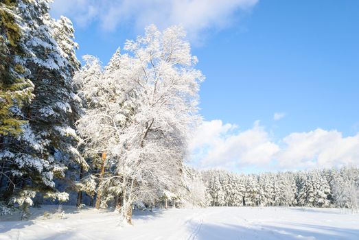 Beautiful winter forest landscape with snow-covered trees under a clear blue sky.