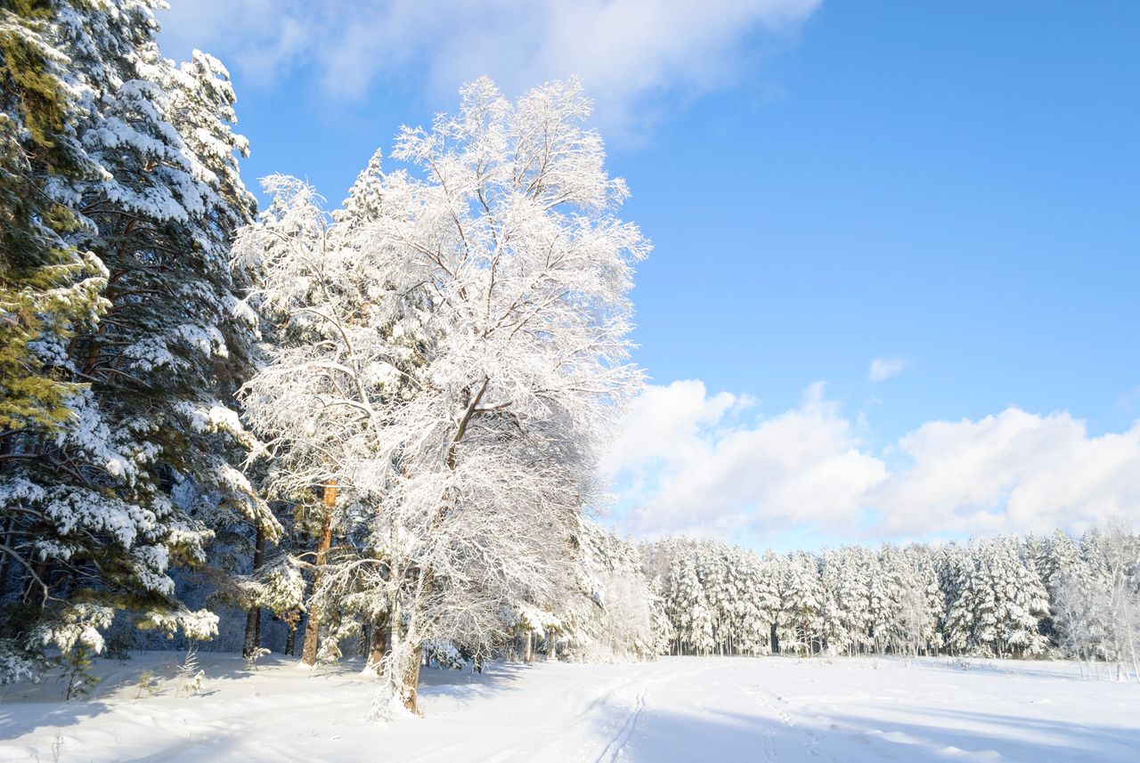 beautiful winter forest landscape with snow covered trees under a clea