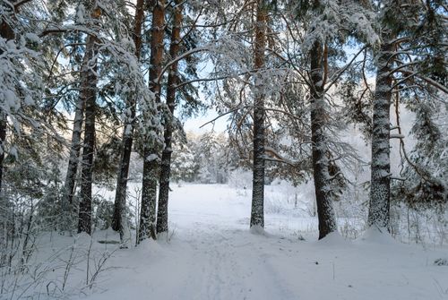 Free A tranquil winter forest scene with snow-covered trees under a clear sky. Stock Photo