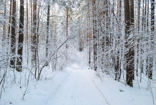 Free Peaceful winter scene of a snow-laden forest path surrounded by trees. Stock Photo