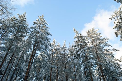 Free Tall snow-covered pine trees against a bright blue sky on a winter day. Stock Photo