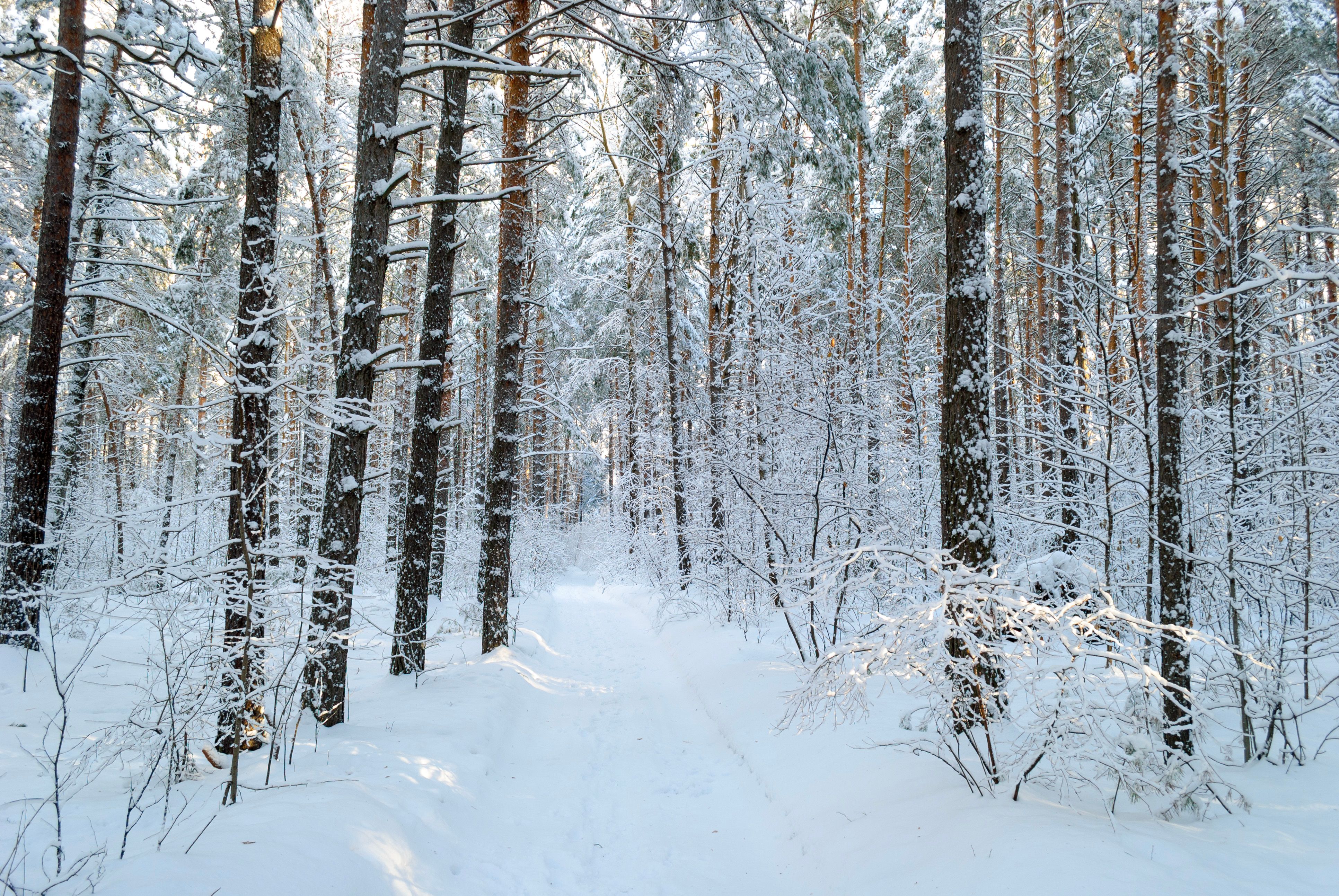 Snow-Covered Forest Path in Winter Wonderland · Free Stock Photo