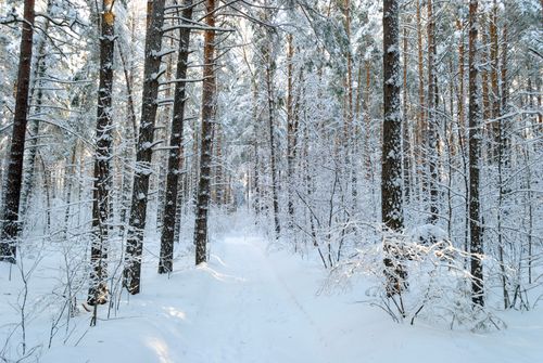 Free Scenic winter forest with snow-covered trees and a serene path, capturing the essence of a winter wonderland. Stock Photo