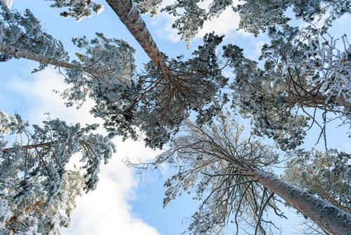 Free Scenic view looking up at snow-laden pine trees against a clear winter sky. Stock Photo