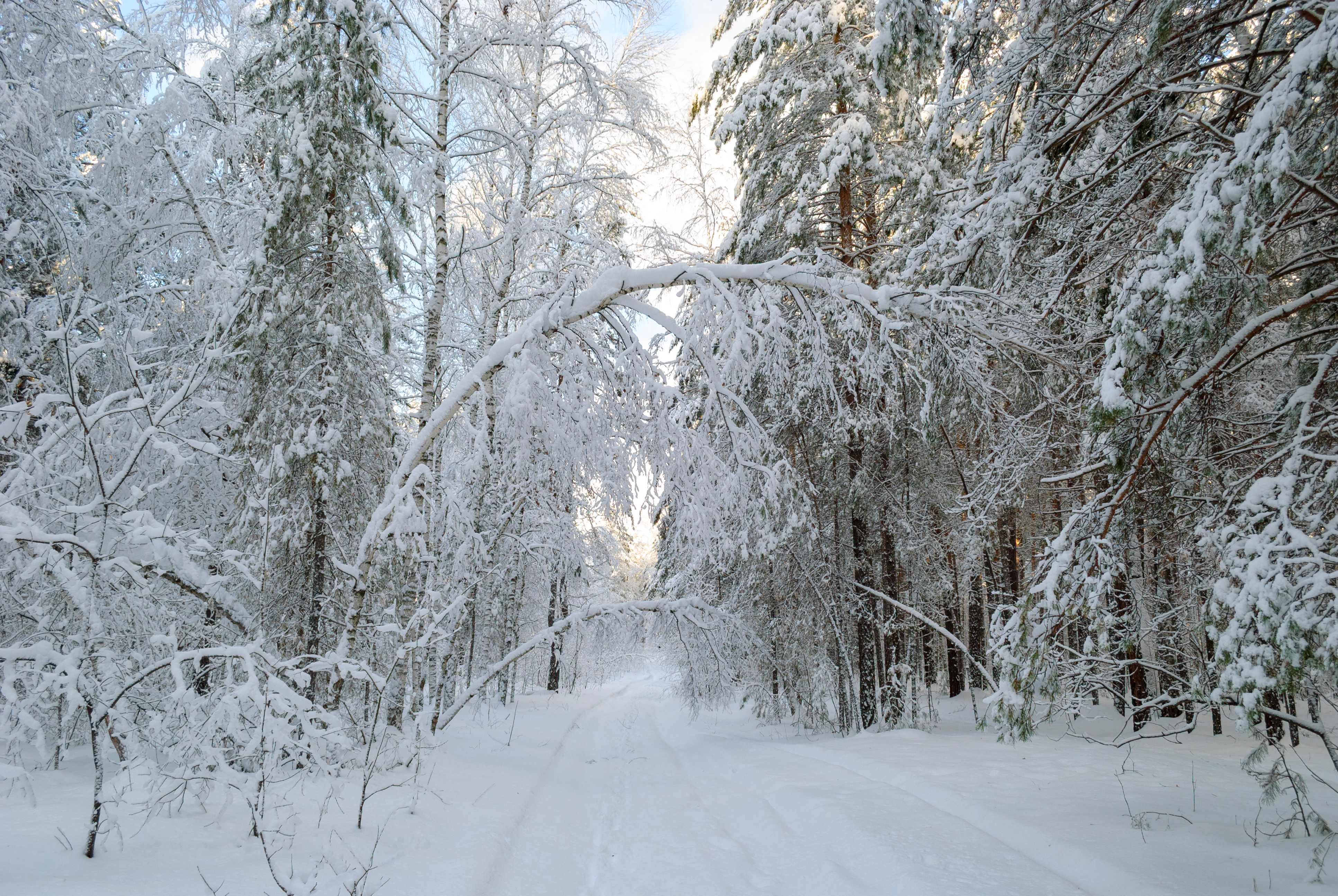 Snowy Forest Path in Winter Wonderland · Free Stock Photo