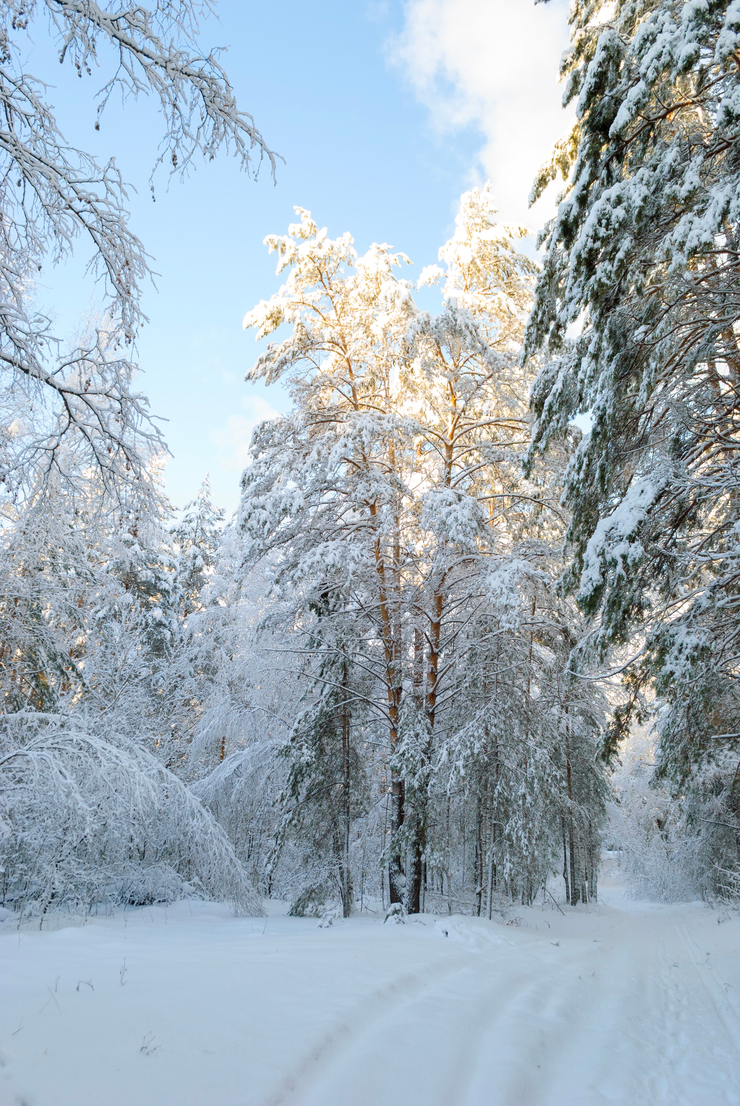 Snow-Covered Forest in Winter Light · Free Stock Photo