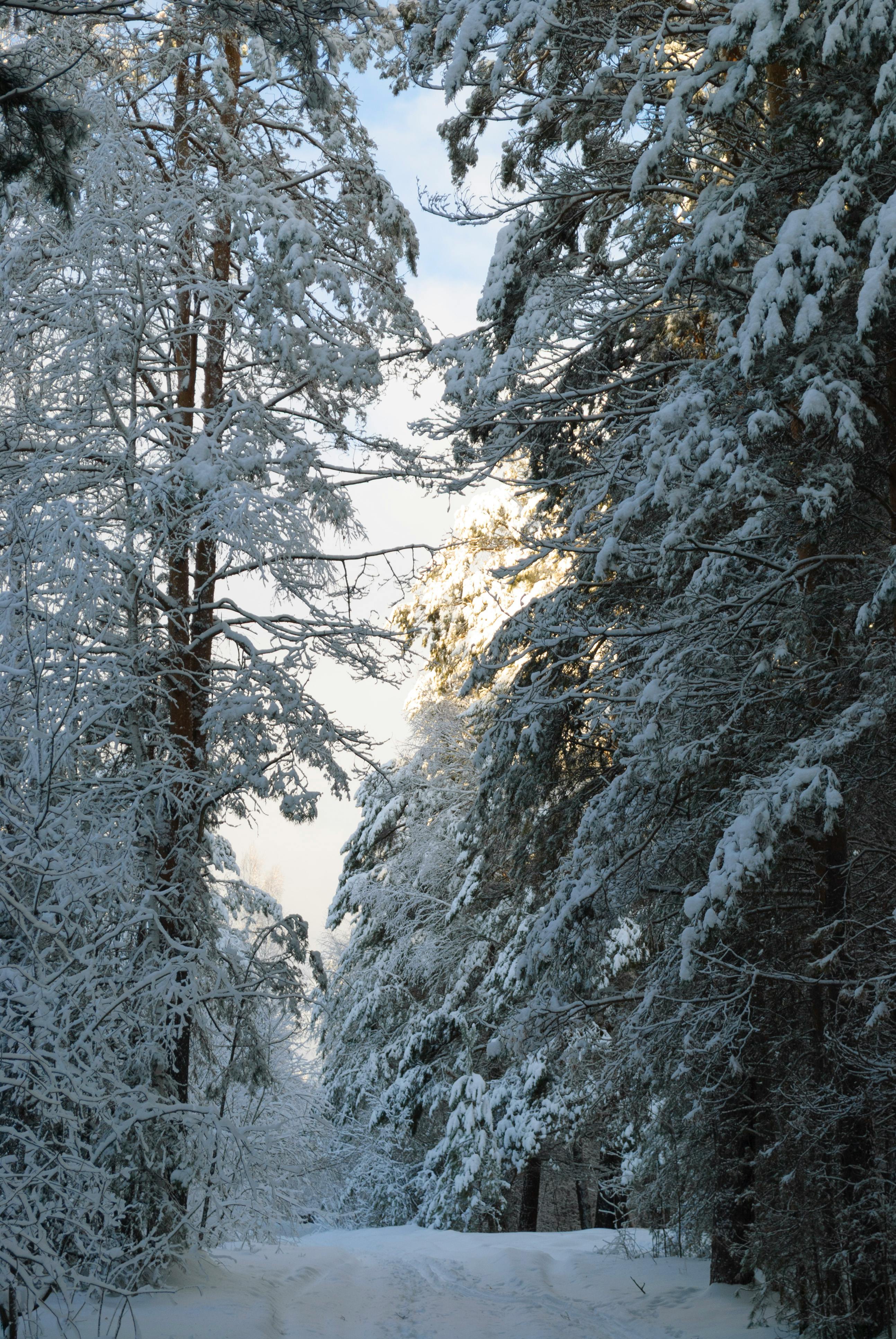 I love the silence and stillness of a winter forest. Taylor Creek, Lake  Tahoe., image size:2587x3865