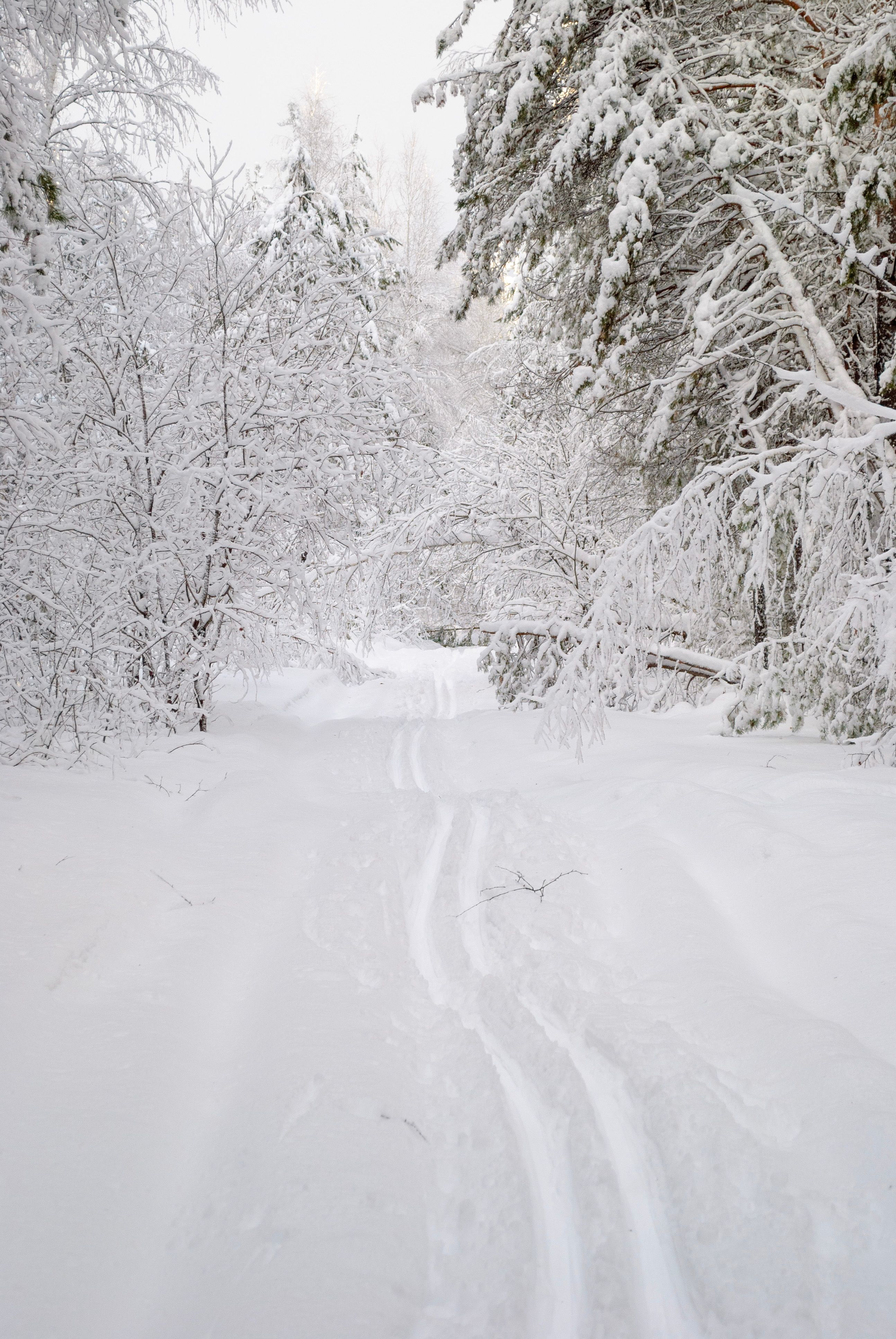 Winter Wonderland Snowy Forest Pathway · Free Stock Photo