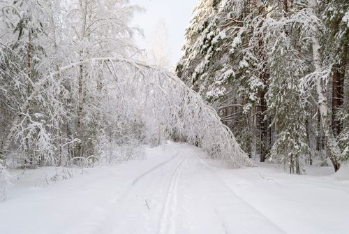Free A tranquil winter forest scene with snow-covered trees and a path. Stock Photo