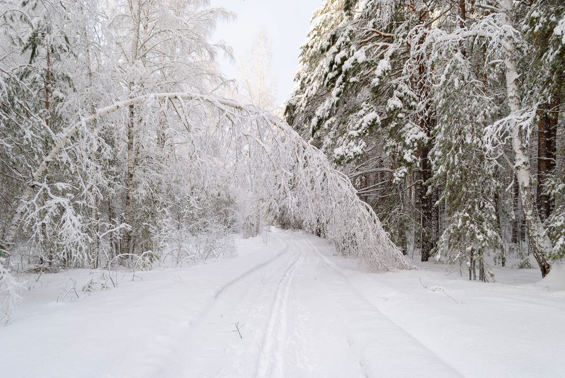 Serene Snowy Forest Path in Winter · Free Stock Photo