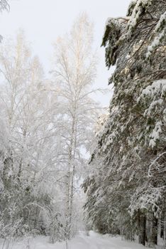 Stunning white winter forest scene with snow-laden trees.