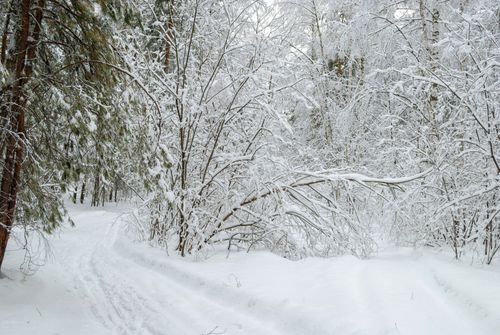 Free Serene snow-covered path through a winter forest, perfect for seasonal scenes. Stock Photo