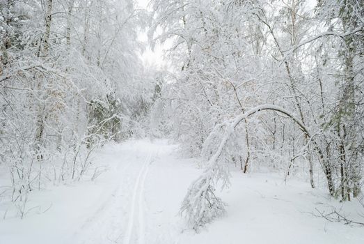 Tranquil snowy forest scene with a serene path through snow-laden trees.