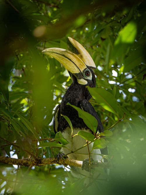 Free Close-up of an Oriental Pied Hornbill among green leaves, highlighting nature Stock Photo