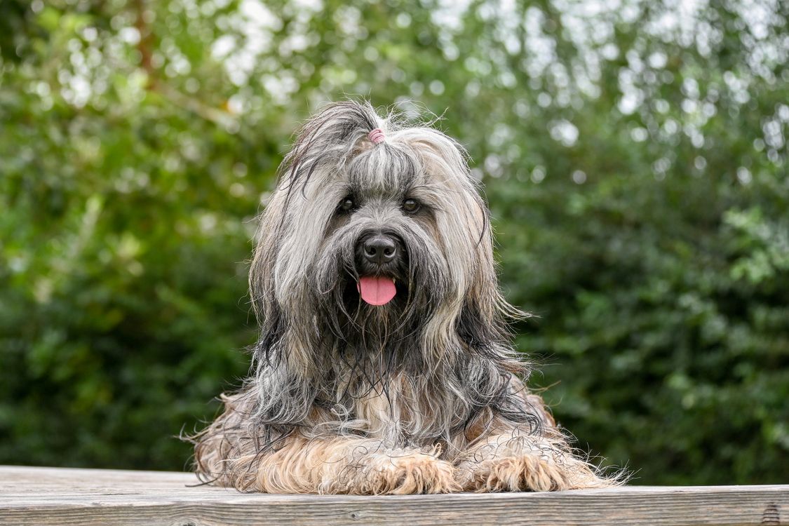 Lowchen Perro Perro Löwchen Relajándose Al Aire Libre En Verano · Foto de stock gratuita