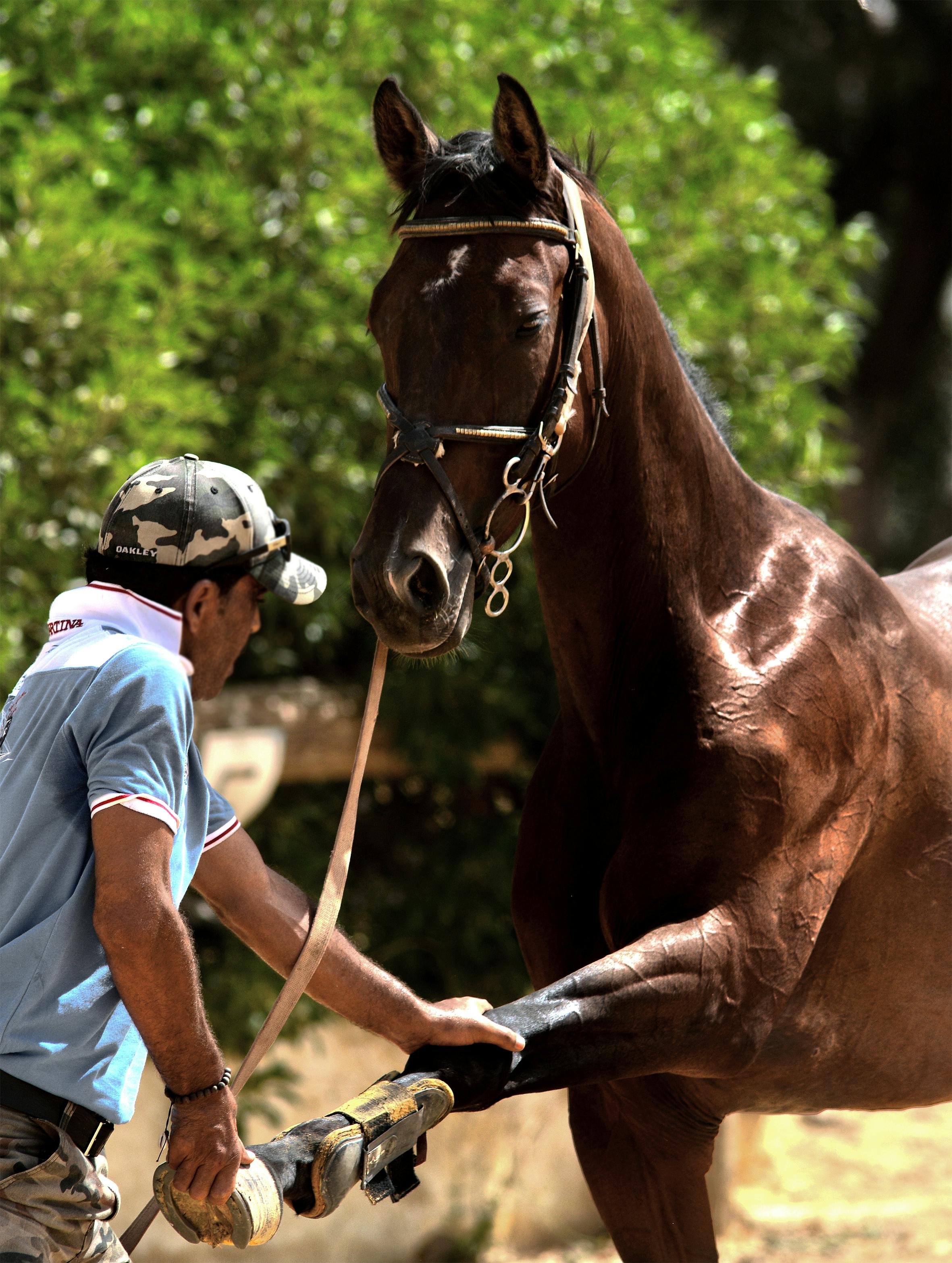 A horse trainer works with a chestnut horse outdoors, focusing on footwork training.