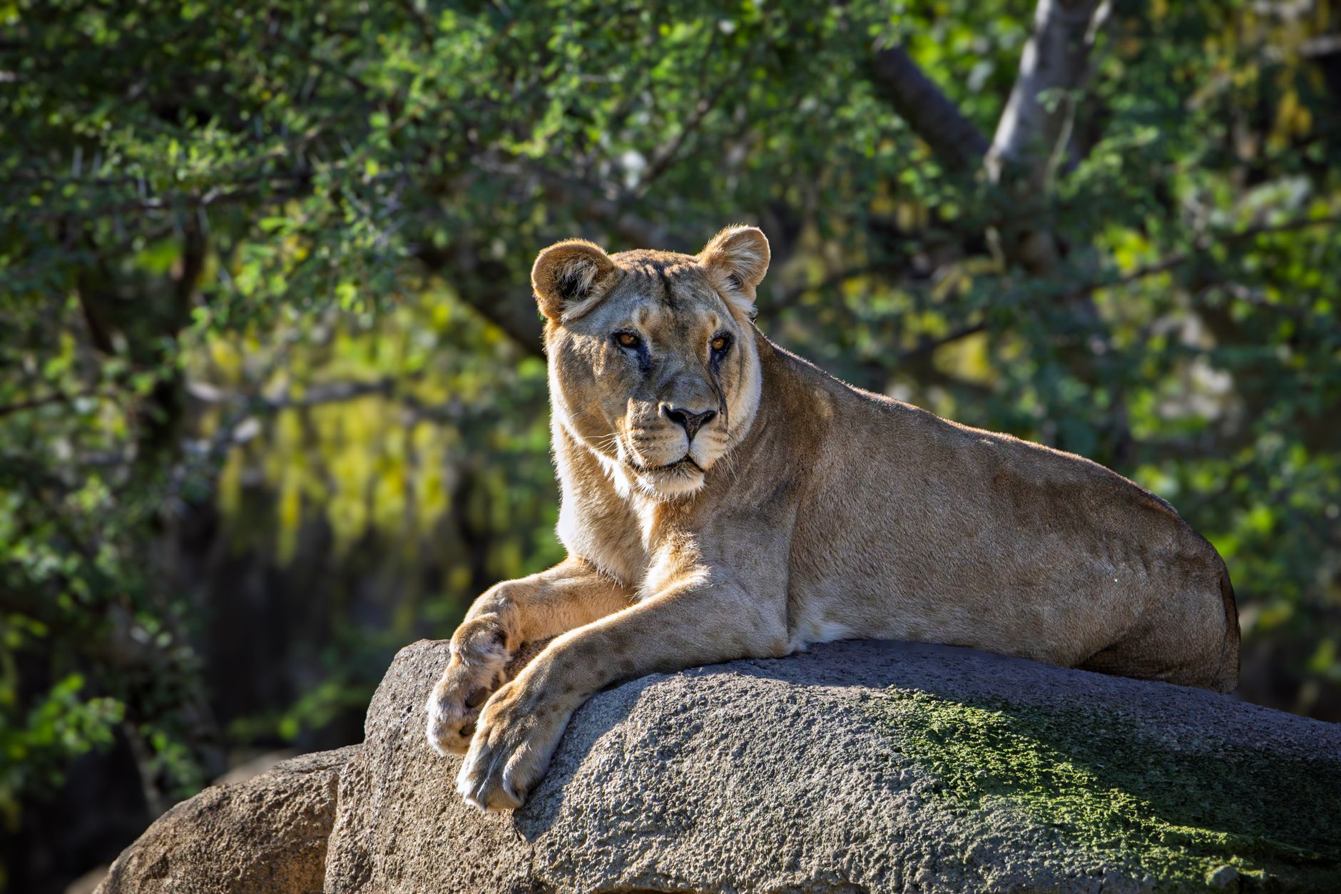 A serene lioness basking in the sunlight atop a rock in a natural setting.
