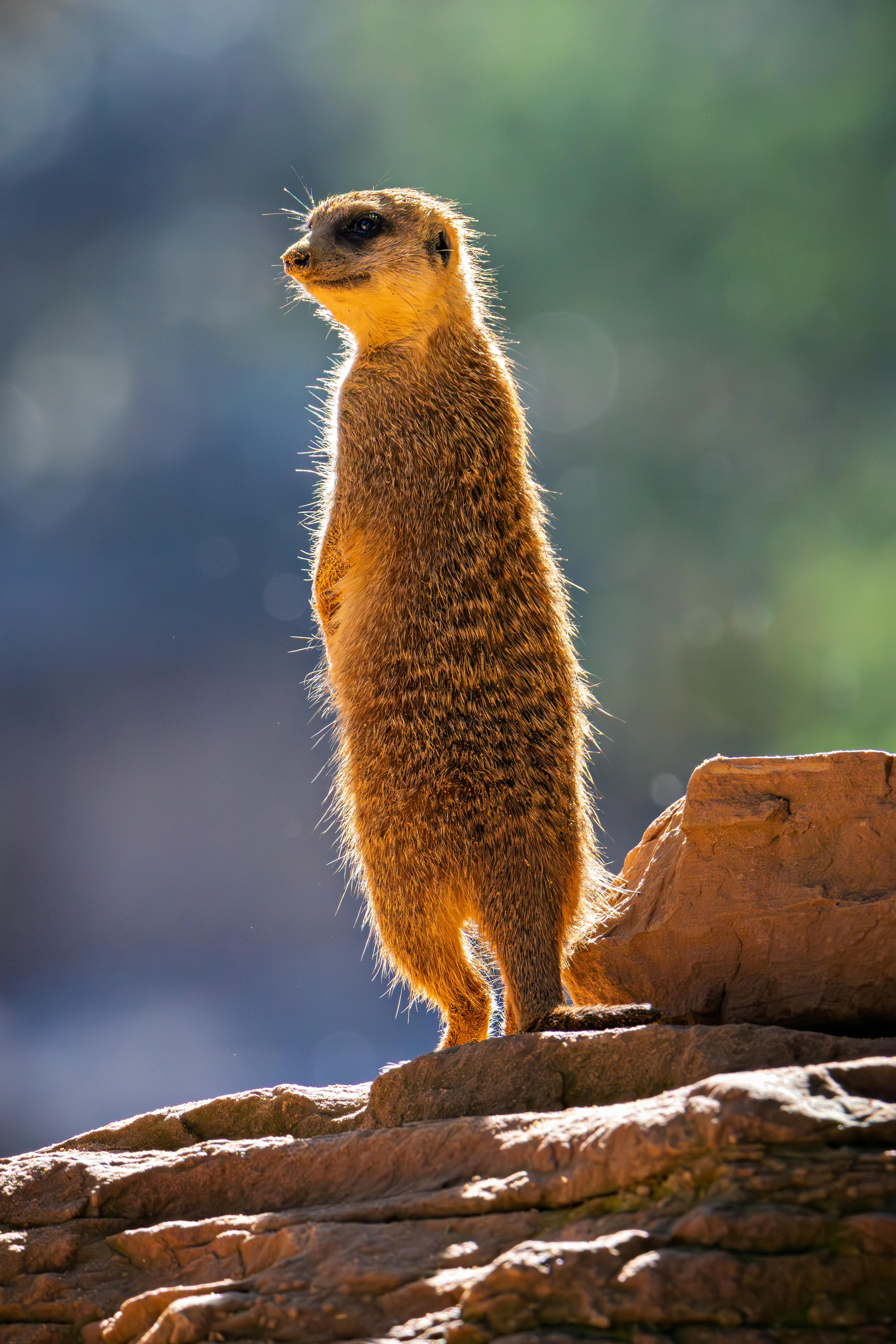 A meerkat standing tall on rocky terrain, basking in sunlight, showcasing its natural habitat.