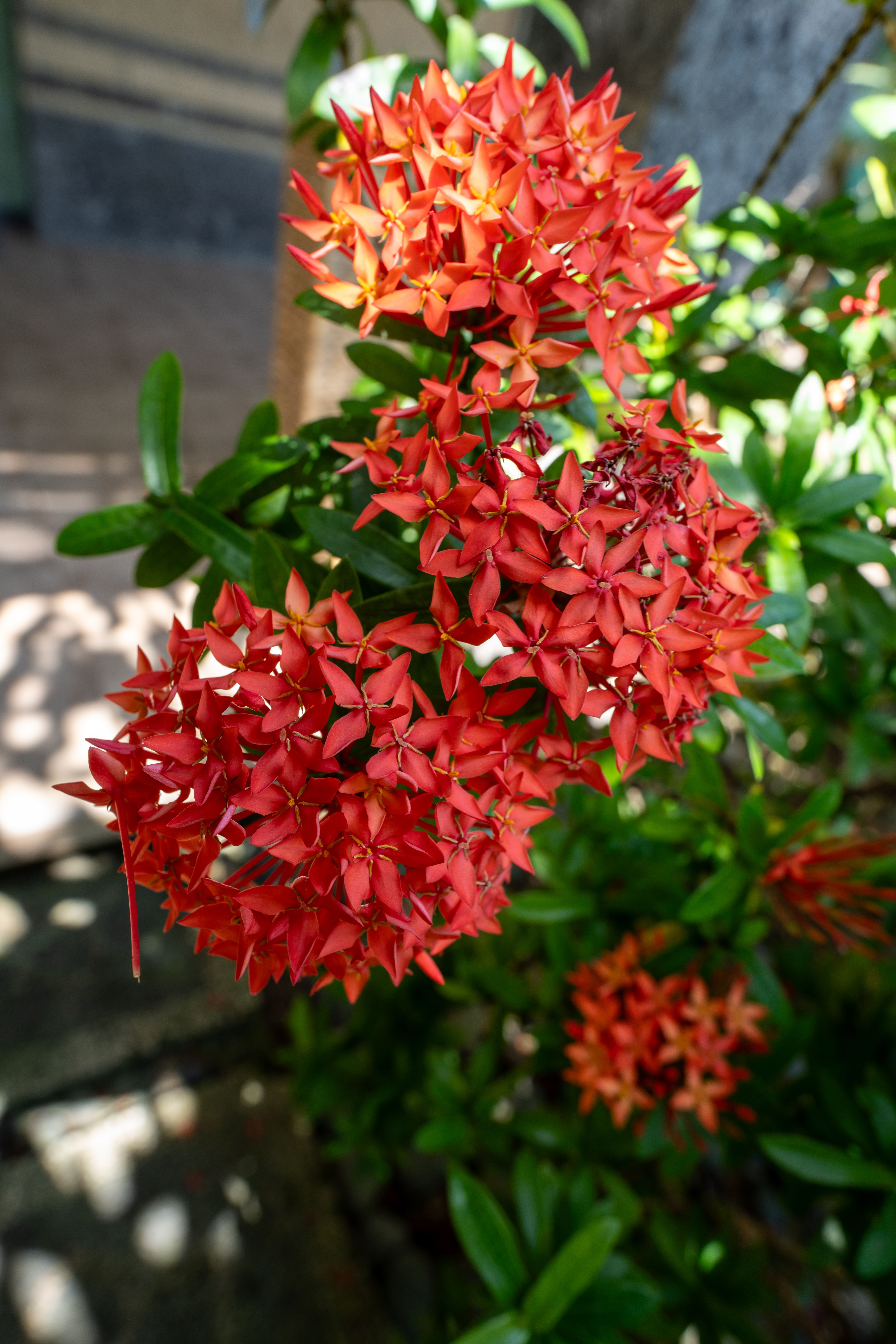 Close-up of Vibrant Red Ixora Flowers in Bali · Free Stock Photo