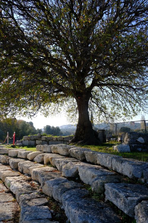 Free A majestic tree stands amid ancient stone ruins in Sığacık, İzmir, Türkiye, during daylight. Stock Photo