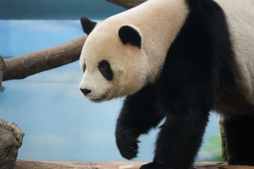 Free A detailed view of a giant panda walking in a zoo environment, showcasing its distinctive black and white fur. Stock Photo