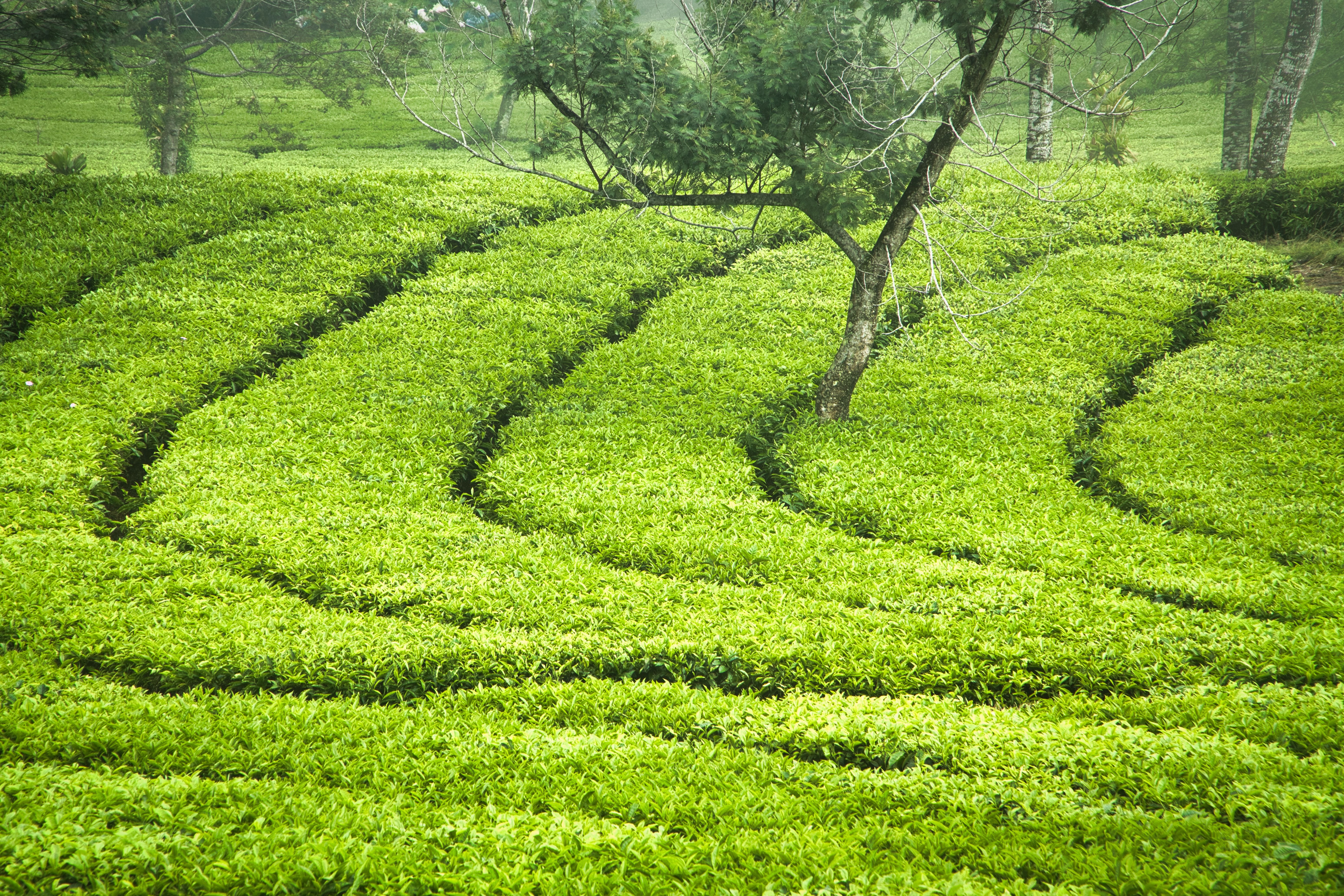 Lush green tea plantation landscape in Darjeeling