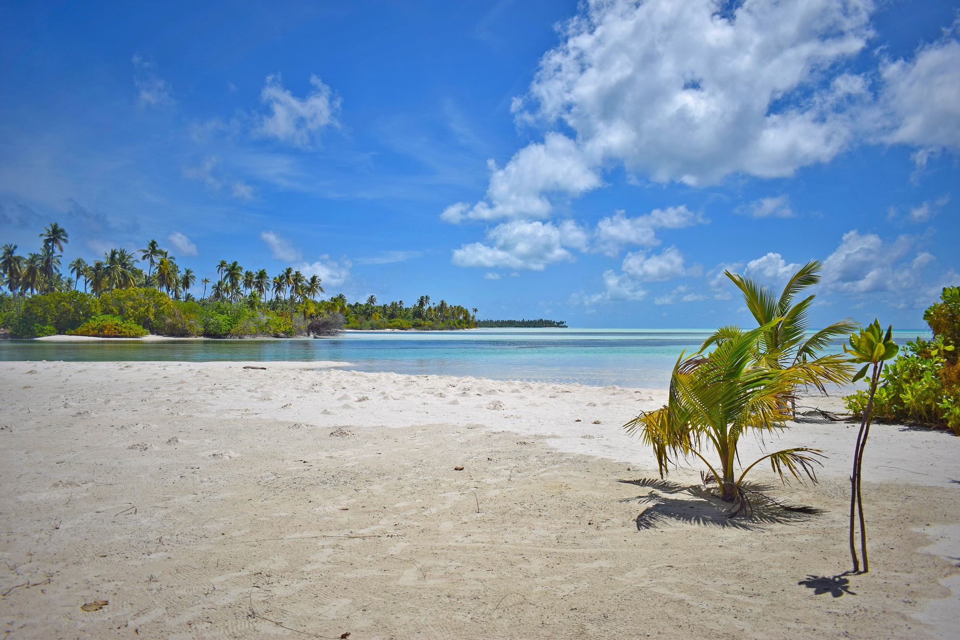 Sunny tropical beach with palm trees in Gaafu Dhaalu Atoll, Maldives.