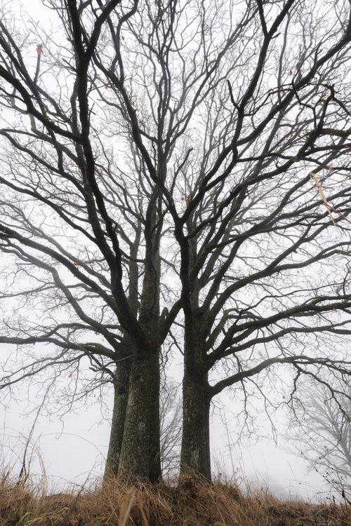 Free Twin trees with bare branches stand majestically in a foggy winter landscape, creating a mystical and serene atmosphere. Stock Photo
