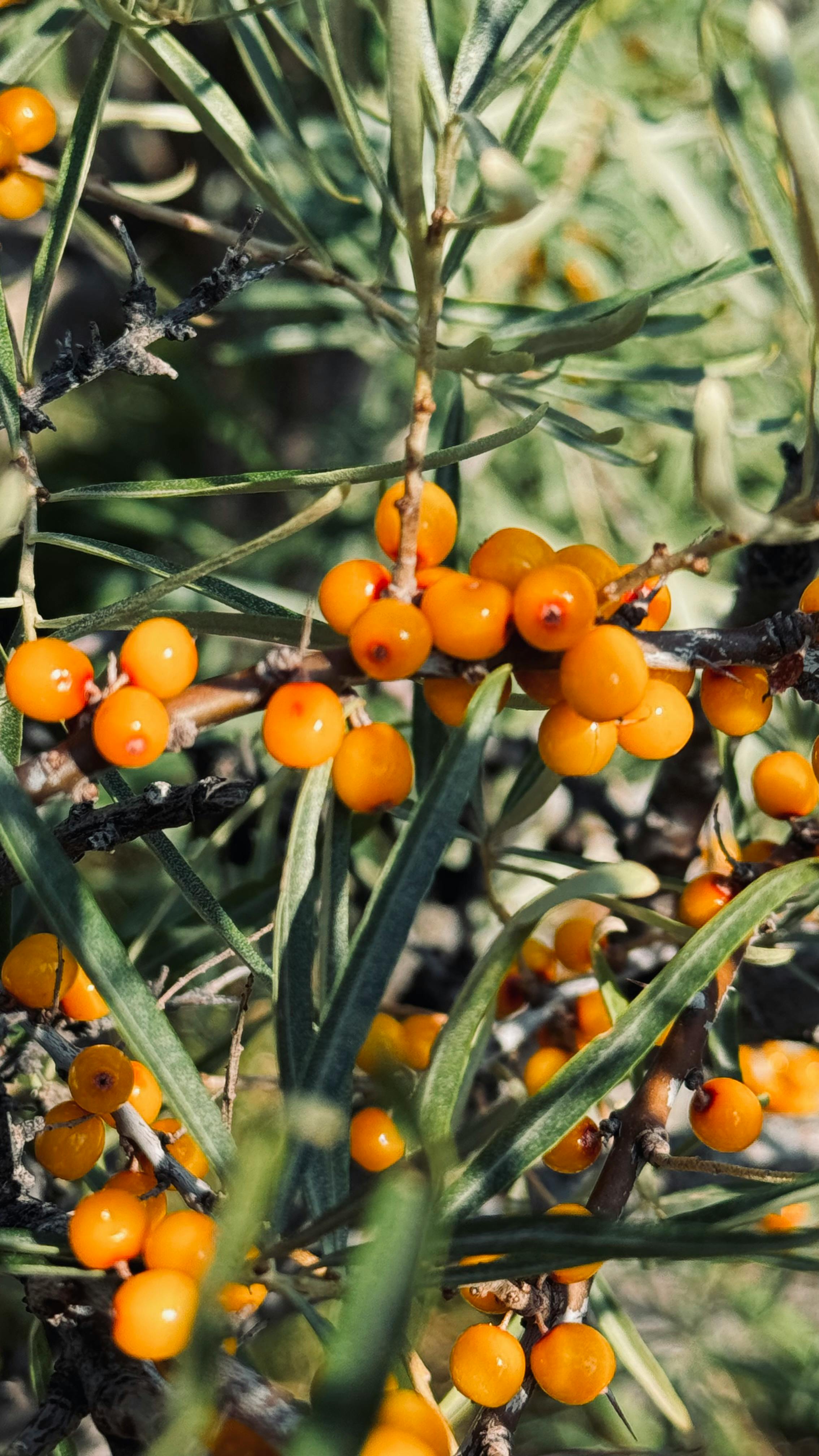 Aromatherapy Arsenal