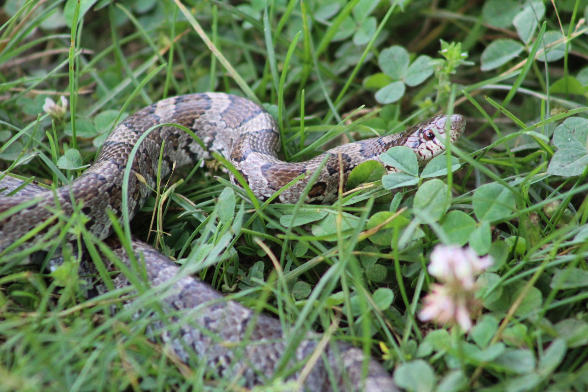Kostenloses Foto Zum Thema Natur Schlange Tiere